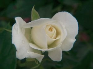 White rose 