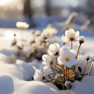 flowers in winter snow