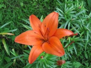 Orange lily