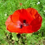 coquelicot
