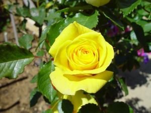 yellow rose