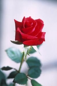 symbole de la rose rouge