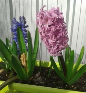 Hyacinth