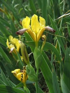 yellow iris 