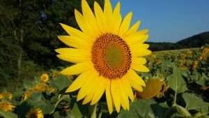 Langage Des Fleurs Signification Du Tournesol