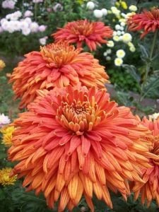 chrysanthemum