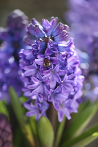 Le printemps est arrivé