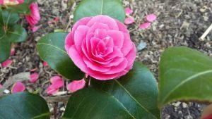 camellia