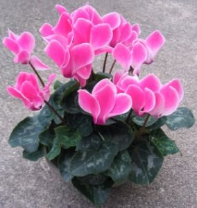 Signification du cyclamen dans le langage des fleurs