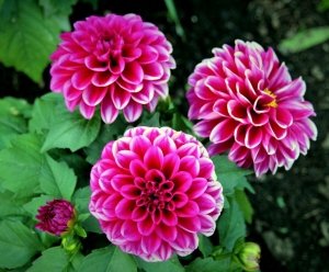 Dahlia