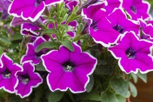 petunias