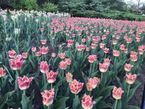 festival canadien des tulipes d’Ottawa
