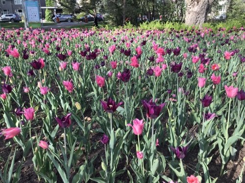 purple dream tulips 
